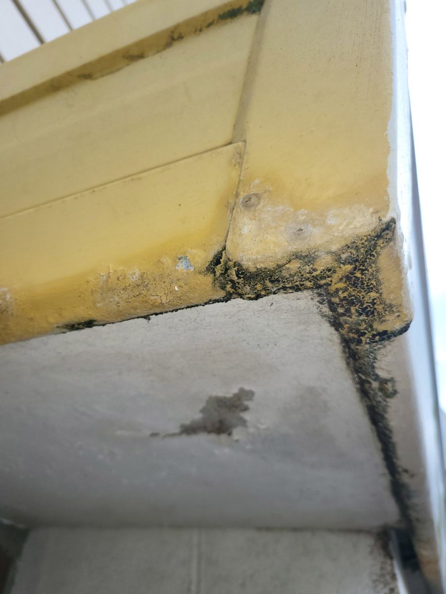 Black mould spreading across a soffit lining below a failing internal gutter