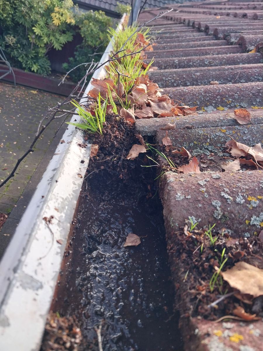 Grass growing out of a silted-up internal gutter beside roof tiles