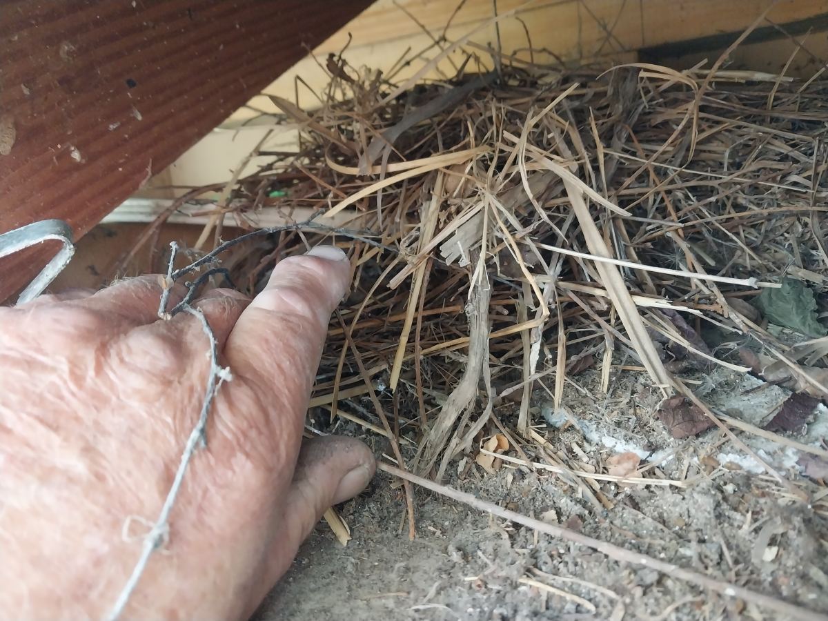 A complete bird's nest lifted by hand out of a blocked gutter