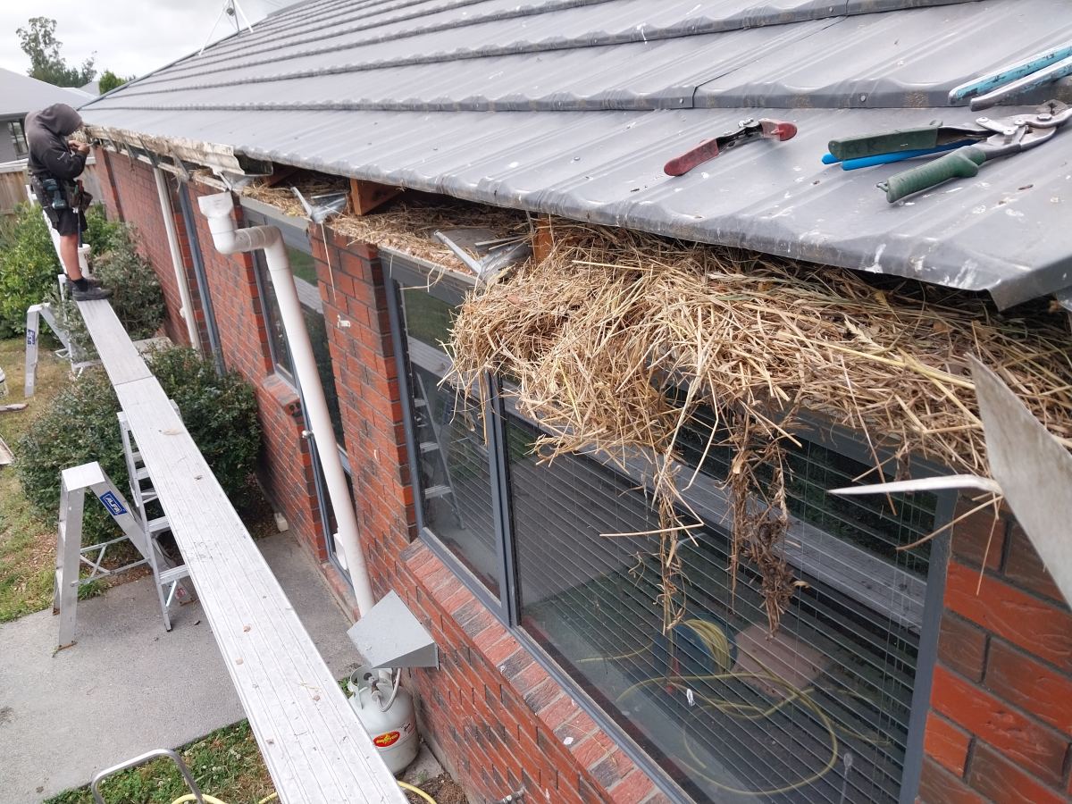 Large clumps of grass and root matter pulled out of a gutter and left on the roof edge